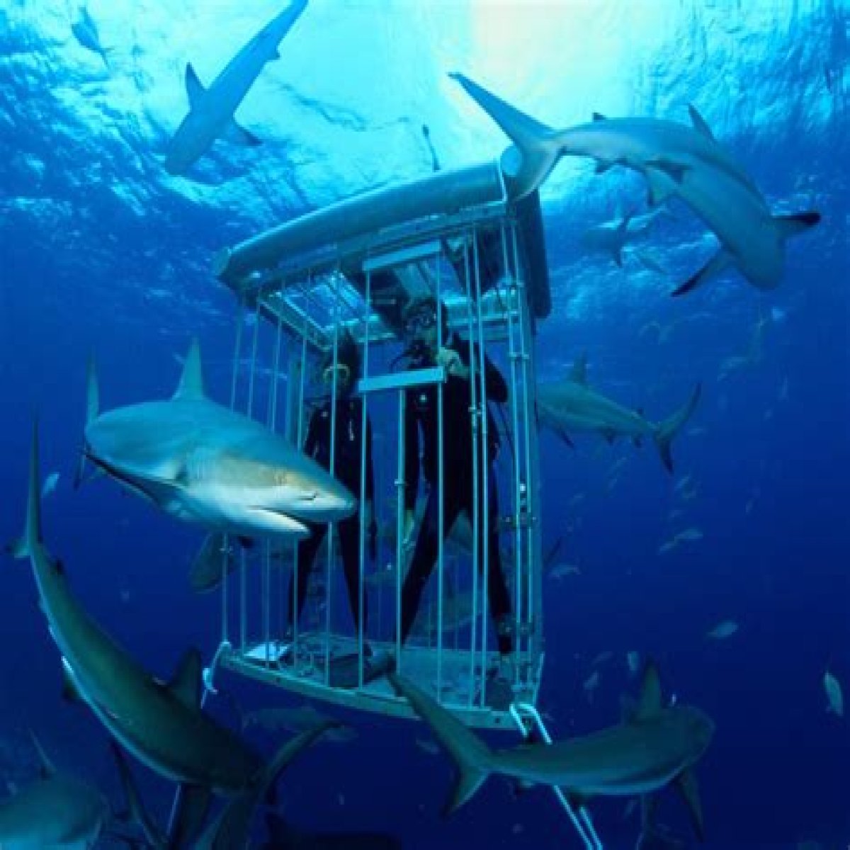 10-year-old boy hospitalized after being attacked by a shark during a 'shark tank' expedition in the Bahamas