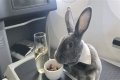 Bunny in a bow tie lives the high life flying business class with owner and being served nuts by stewardesses