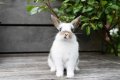 Do rabbits eat caladiums?