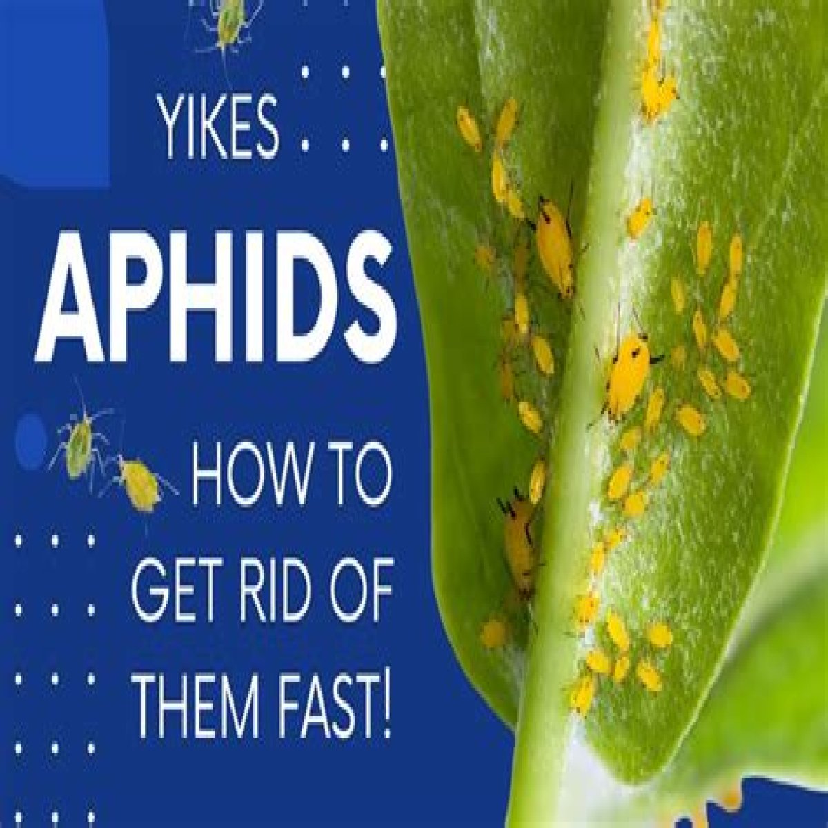 Does Sulphur Kill Aphids? - Kylon Powell