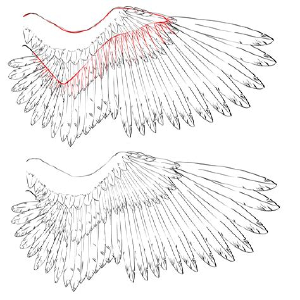 How to Draw Wings - Creating an Easy and Realistic Wings Sketch