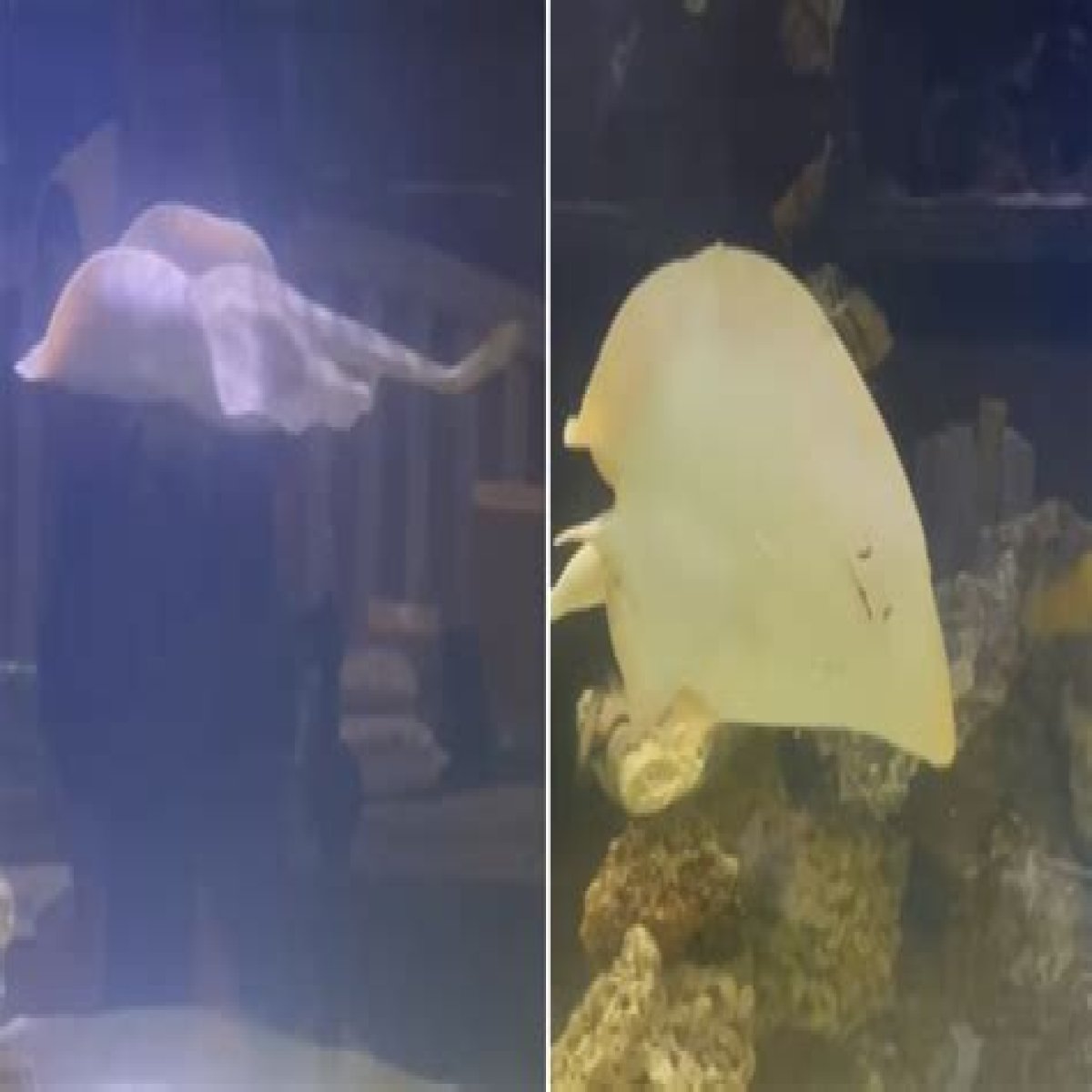 Pregnant Stingray Charlotte Dies in North Carolina Aquarium