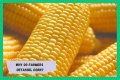 Why do farmers cut the tassels off corn?